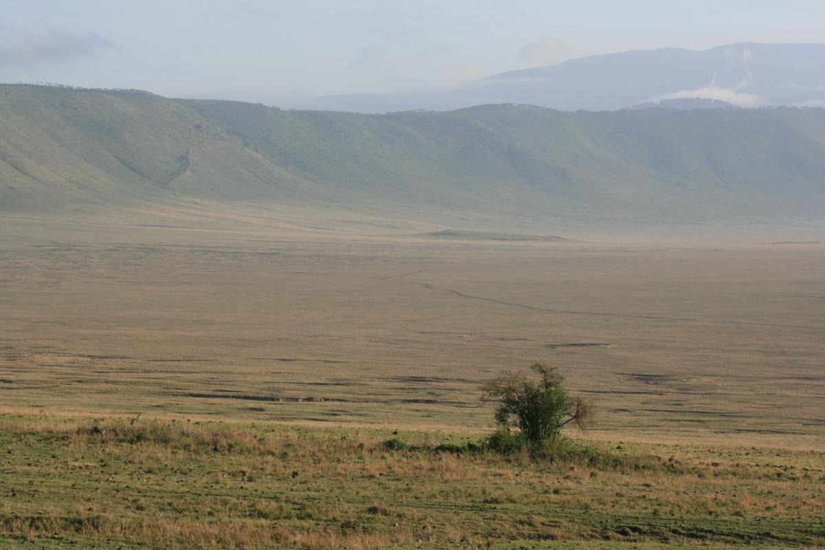 Serengeti -12-6-10-2008-671 w 